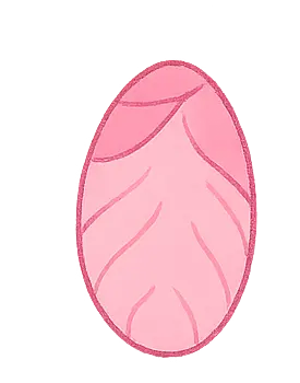 pupa mariquita abonica